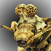 A catalogue of the tribe Sepidiini Eschscholtz, 1829 (Tenebrionidae,  Pimeliinae) of the world