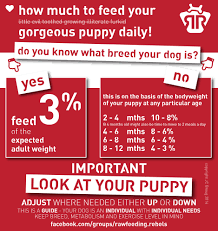 feeding your puppy rawfeeding rebels