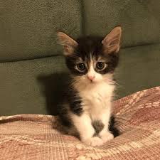 Lady Petshop Kedi Evi Kuafor Sisli Istanbul 0 530 856 07 Birmilyonnokta