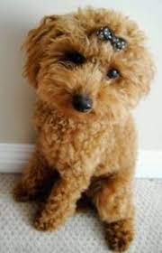 Maybe you would like to learn more about one of these? 8 Best Poodle Breeders In New Jersey 2021 We Love Doodles