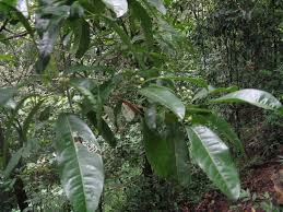 Image result for Toddalia crenulata
