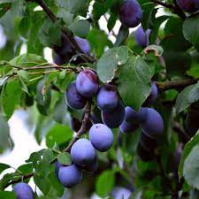Fruit trees > plums > european > stanley. Stanley Prune Plum Tree Bob Wells Nursery U S Shipping
