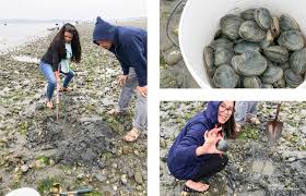 United states of america, state of washington, whatcom county. Clam Digging At Birch Bay State Park American Expeditioners