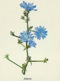 Sie wächst in mitteleuropa häufig an wegrändern. Die Wegwarte Ingrid Kleindienst John