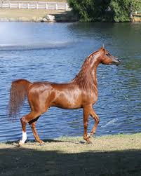 Check spelling or type a new query. Magnum Psyche Midwest Beautiful Arabian Horses Beautiful Horses Arabian Horse