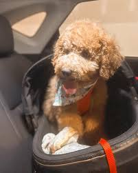 Doodles of NC-এর প্রোফাইল