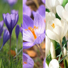 Buy Crocus Collection Autumn Flowering Crocus Collection