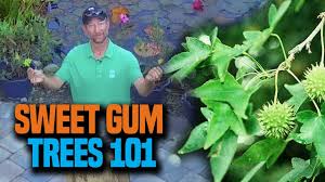 We did not find results for: All About Sweet Gum Trees Youtube