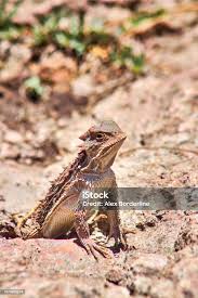 Image result for Oncocalyx bolusii