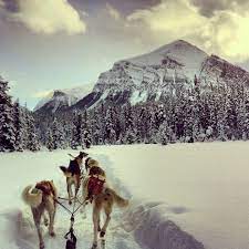 The businesses listed also serve surrounding cities and neighborhoods including chicago il, downers grove il, and naperville il. Puppy Training South Loop Chicago Bmo Show