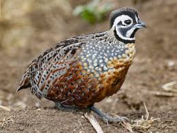 Image result for Convolvulus ocellatus