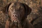 Chesapeake Bay Retriever - Wikipedia