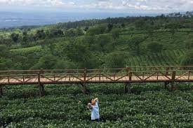 Kebun teh wonosari malang jawa timur. Kebun Teh Wonosari Harga Tiket Spot Foto Terbaru 2021