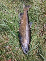 Finally got 2 salmon to bite a spoon. Too bad they aren't good to eat