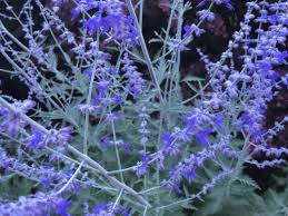 Maybe you would like to learn more about one of these? Need Help Identifying Lavender