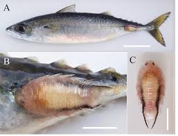 Image result for Scomber spp.