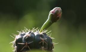 Siguenos para ver los cactus mas raros del mundo. Yo Soy Cactus La Tienda Online Para Los Fans De Los Cactus