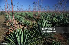 Image result for Agave sisalana