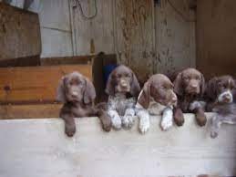 Maybe you would like to learn more about one of these? German Shorthaired Pointer Puppies For Sale