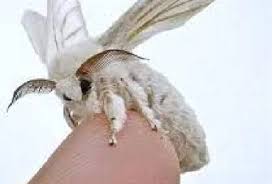 Image result for Pterygota