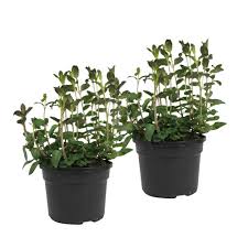 Check spelling or type a new query. 2x Menthe Poivree Mentha Cinderella Biologique Acheter Bakker Com