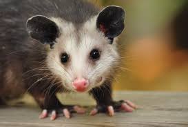 Maybe you would like to learn more about one of these? About Opossums Mspca Angell