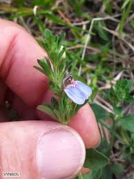 Image result for Justicia petiolaris