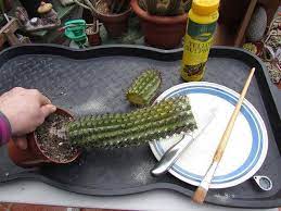 This opens in a new window. How To Save A Cactus Plant That Is Rotting From The Top Youtube