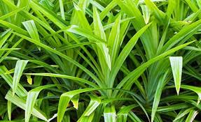 For more information and source, see on this link : Tips Sukses Budidaya Pandan Wangi Lengkap Dan Mudah