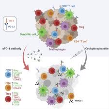 Image result for Cyclophosphamide