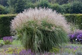 Chinaschilf Federweisser Miscanthus Sinensis Federweisser Pflanzen Garten Pflanzen Chinaschilf