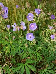 Image result for Geranium aculeolatum