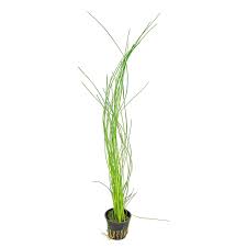 Image result for Eleocharis cubangensis
