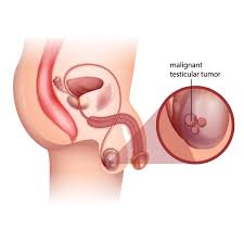 Image result for Testicle