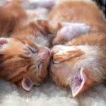 These are the factors you need to look at. Kitten Care Basics Kitten Rescue