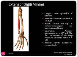The distal attachment is into the ulnar side of the distal tendon of the extensor digitorum that goes to the little finger. Facebook