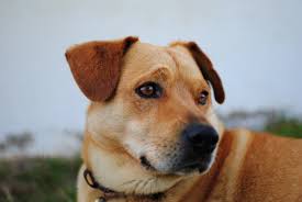 More images for brown short hair dog » Fawn Short Coat Medium Dog Free Image Peakpx