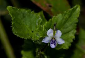 Image result for Viola abyssinica