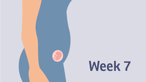 Pregnancy At Week 7 Pregnancy Birth And Baby