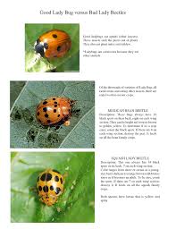 It's a squash beetle, epilachna borealis. Bugs Helpful And Harmful Greenwich Community Gardens