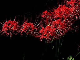 Information about red spider lily tattoo. Anime Red Spider Lily Wallpaper