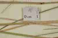 Image result for Eragrostis echinochloidea