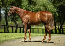 Zoustar x Savvy Coup Colt