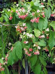 Ready to bring some vine goodness to your garden? Farmers Garden Cubao Quezon City Philippine Observers