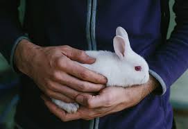 What Is My Bunny Saying Decode Your Bunny S Behavior