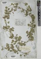 Image result for Rhynchosia albissima