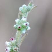 Herbe des Rois, une huile essentielle rare et mystérieuse - Alma Consult  Paris