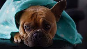 I don't want to wait until. What To Expect When Treating Dogs With Cancer With Prednisone Dog Products Guide