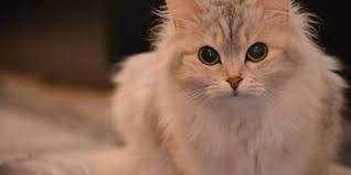 If you think the ragamuffin looks similar to the ragdoll, you'd be right. The Fluffiest Cat Breeds
