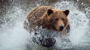 We have an extensive collection of amazing background images carefully chosen by our community. Bear Wallpapers Top Free Bear Backgrounds Wallpaperaccess